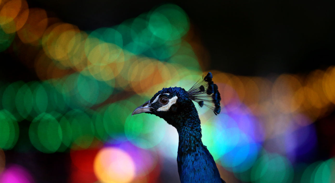 Zoo Lights